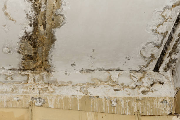 Why You Should Choose Our Mold Remediation Services in Dauphin, PA