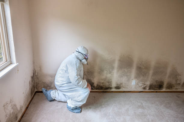 Best Mold Damage Restoration  in Dauphin, PA